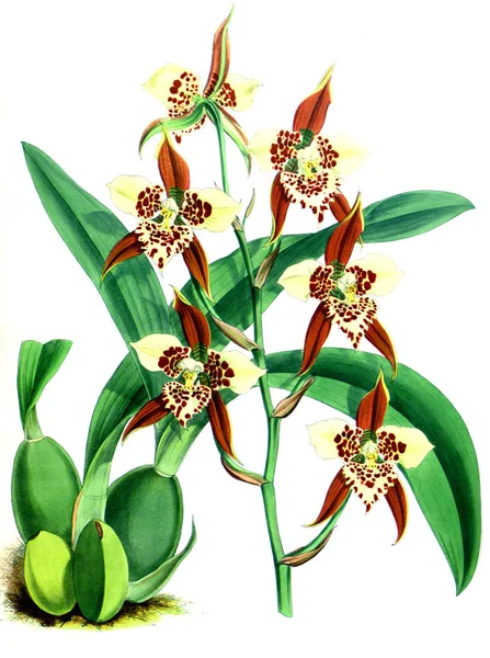 Orkide çiçek beyaz arka plan