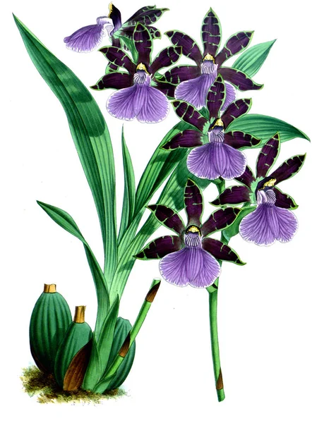 Orkide çiçek beyaz arka plan