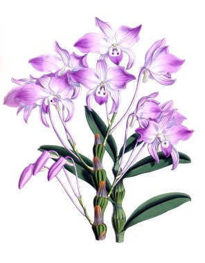 Orkide çiçek beyaz arka plan