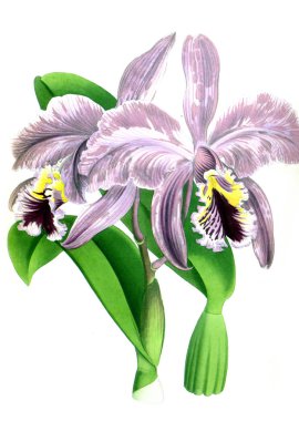 Orkide çiçek beyaz arka plan