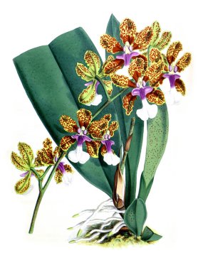 Orkide çiçek beyaz arka plan