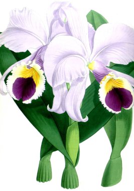 Orkide çiçek beyaz arka plan