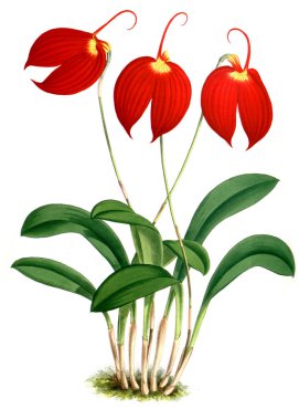 Orkide çiçek beyaz arka plan