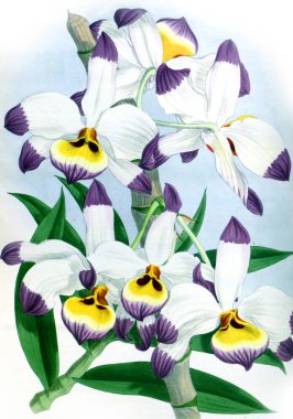 Orkide çiçek beyaz arka plan