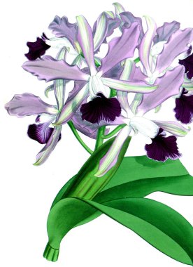 Orkide çiçek beyaz arka plan