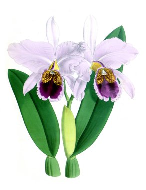 Orkide çiçek beyaz arka plan