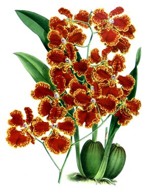 Orkide çiçek beyaz arka plan