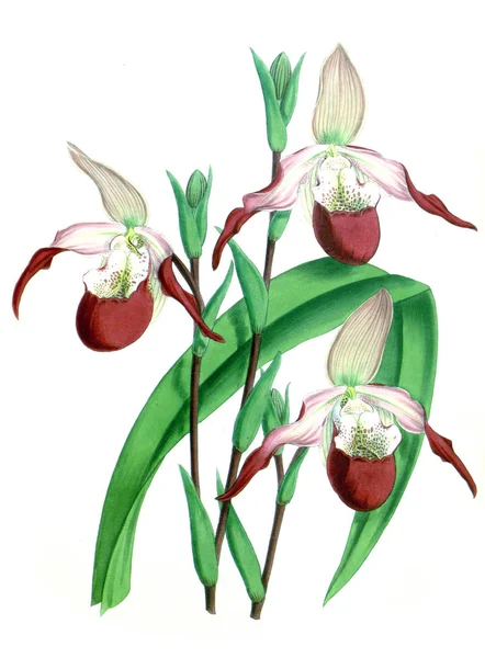 Fondo Bianco Del Fiore Del Orchid — Foto Stock