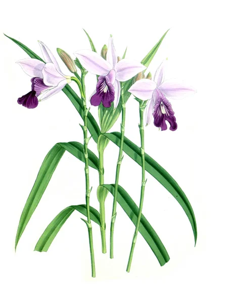 Orkide Çiçek Beyaz Arka Plan — Stok fotoğraf