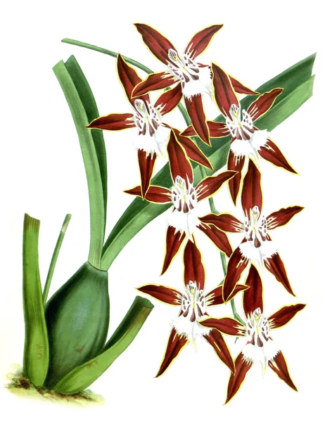 Orkide çiçek beyaz arka plan