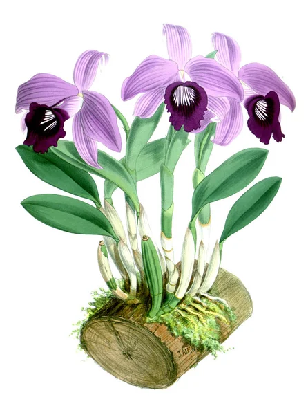 Orkide çiçek beyaz arka plan