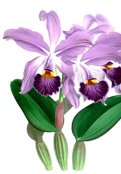 Fondo Bianco Del Fiore Del Orchid — Foto Stock