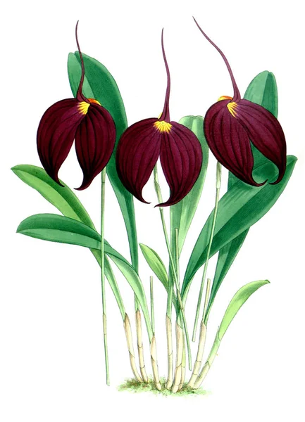 Orkide çiçek beyaz arka plan