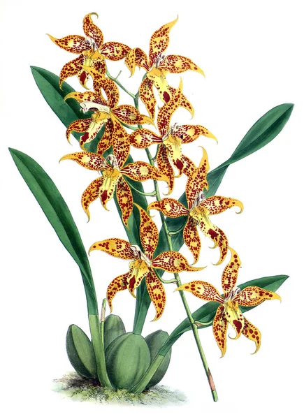 Orkide çiçek beyaz arka plan