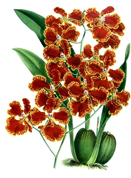 Orkide çiçek beyaz arka plan