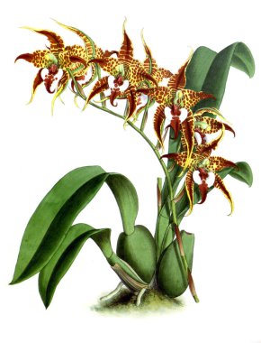 Orkide çiçek beyaz arka plan