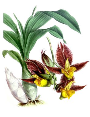 Orkide çiçek beyaz arka plan