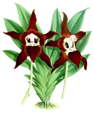 Orkide çiçek beyaz arka plan