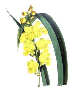 Orkide çiçek beyaz arka plan