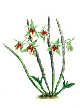 Orkide çiçek beyaz arka plan