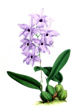 Orkide çiçek beyaz arka plan