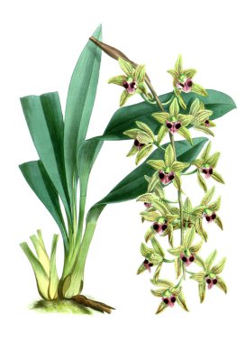 Orkide çiçek beyaz arka plan