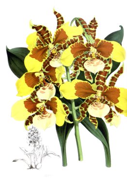 Orkide çiçek beyaz arka plan