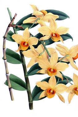 Orkide çiçek beyaz arka plan