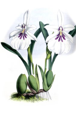 Orkide çiçek beyaz arka plan