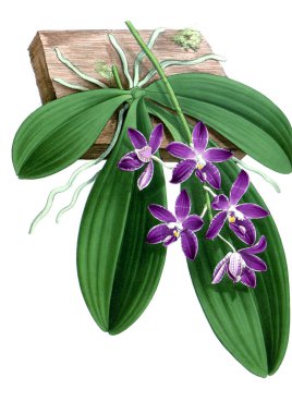 Orkide çiçek beyaz arka plan