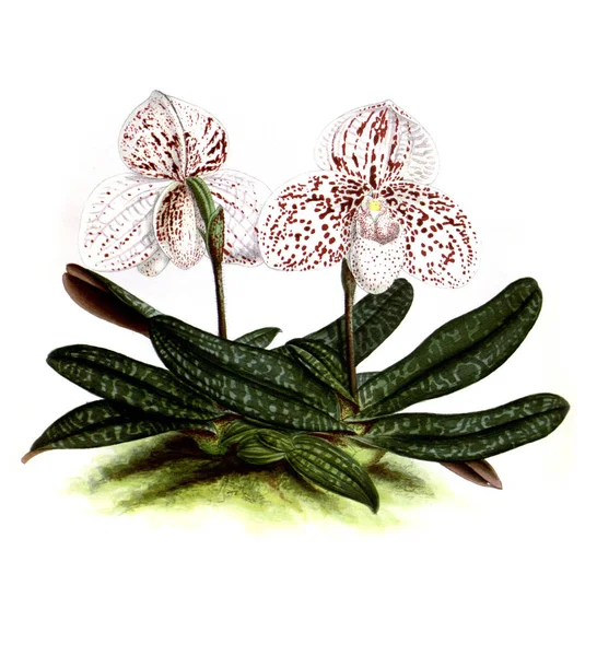 Orchidee Blume Weißer Hintergrund — Stockfoto