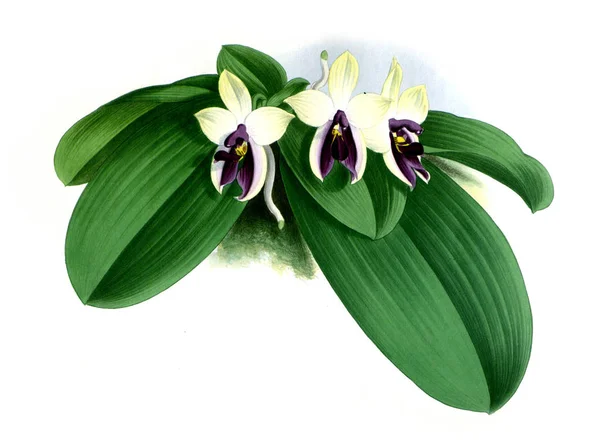 Fondo Bianco Del Fiore Del Orchid — Foto Stock