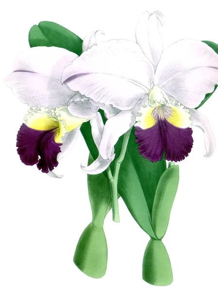 Fondo Bianco Del Fiore Del Orchid — Foto Stock