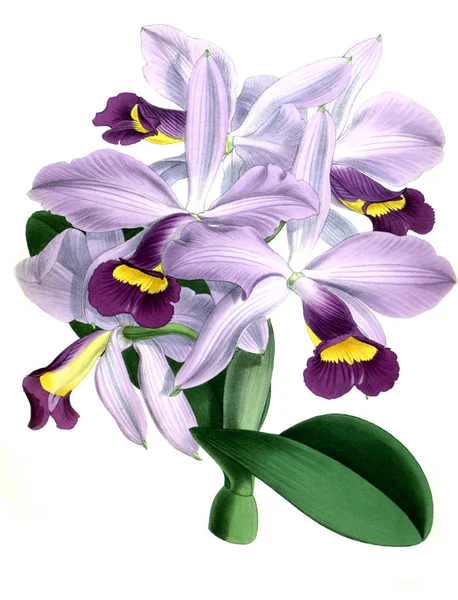 Fondo Bianco Del Fiore Del Orchid — Foto Stock