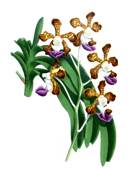 Orquídea Flor Fondo Blanco — Foto de Stock