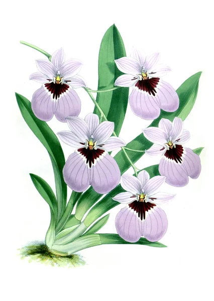 Orkide çiçek beyaz arka plan