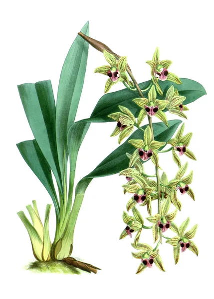 Orkide çiçek beyaz arka plan