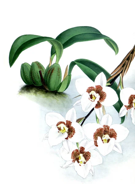 Orkide çiçek beyaz arka plan