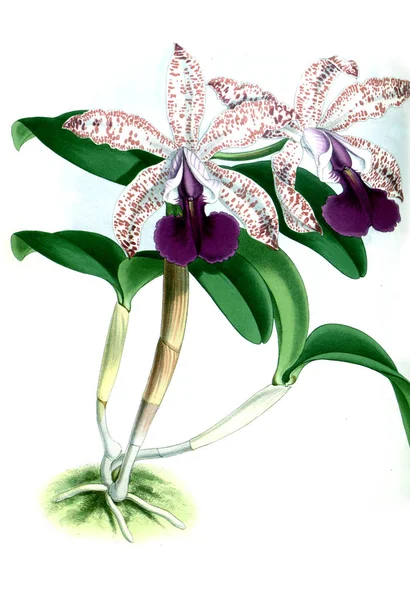 Fondo Bianco Del Fiore Del Orchid — Foto Stock