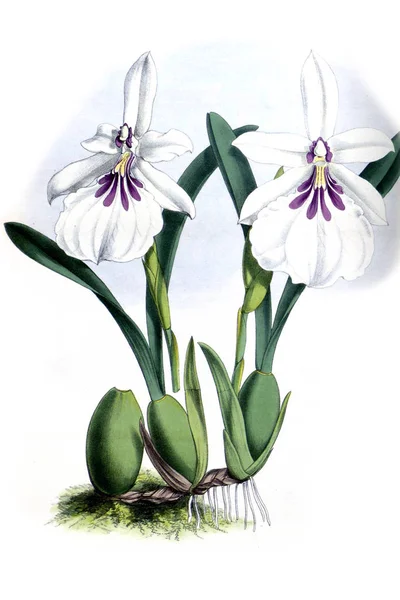 Orkide çiçek beyaz arka plan