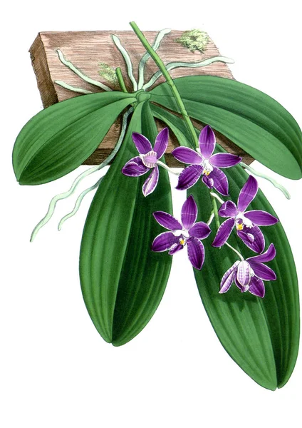 Orkide çiçek beyaz arka plan