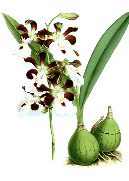 Fondo Bianco Del Fiore Del Orchid — Foto Stock