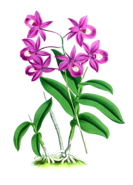 Orkide çiçek beyaz arka plan