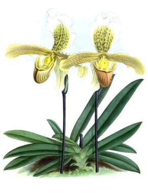 Orkide çiçek beyaz arka plan