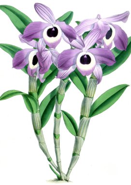 Orkide çiçek beyaz arka plan