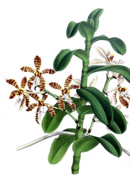 Orkide çiçek beyaz arka plan