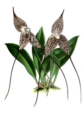 Orkide çiçek beyaz arka plan