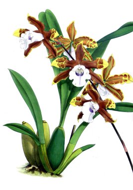 Orkide çiçek beyaz arka plan