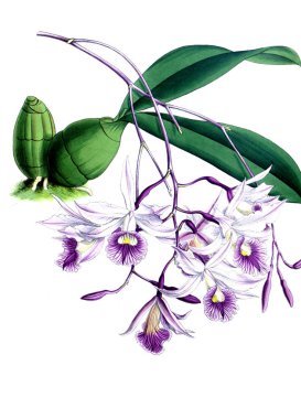 Orkide çiçek beyaz arka plan