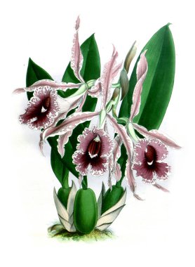 Orkide çiçek beyaz arka plan